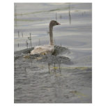 Swan - Immature Flyer Design