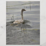 Swan - Immature Flyer Design
