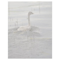 Swan - Immature Letterhead Design