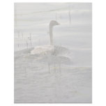 Swan - Immature Letterhead Design