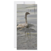 Swan - Immature rack cards by animalpark Swan - Immature rack cards