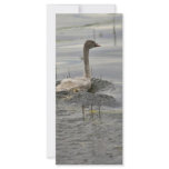 Swan - Immature Rack Card Design