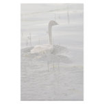 Swan - Immature Stationery Paper