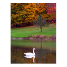 Swan in autumn post card