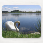 Swan In Lake Mousemats