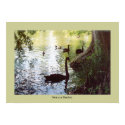 Swan in Shadow posters by RLMdesignes Swan in Shadow posters