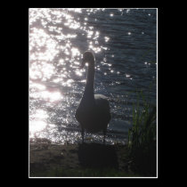 Swan in the evening light Postcard postcards