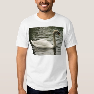 Swan in the Lake