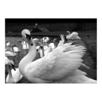 Swan in the park at Barry Island posters by ambrosebrown Swan in the park at Barry Island posters