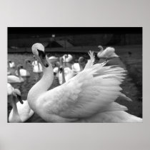 Swan in the park at Barry Island Posters
