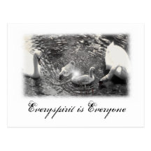 Swan Items Post Cards