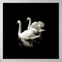 Swan Lake - Black and White poster posters