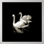 Swan Lake - Black and White poster