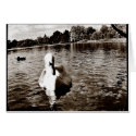 Swan Lake cards