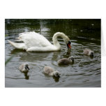 Swan Lake - Card