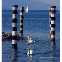 Swan Lake photo sculpture photo sculptures by Leenasart Swan Lake photo sculpture photo sculptures