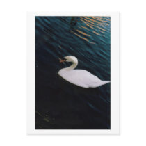Swan Lake Post Card