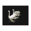 Swan Lake postcard
