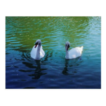 Swan Lake - postcard