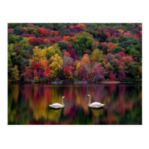 Swan Lake Postcard