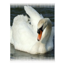 Swan Lake Postcards