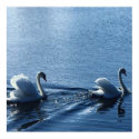Swan Lake posters