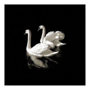 Swan Lake - poster print