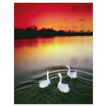 Swan lake sunset, Central Park, Huntington Beach, flyers