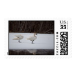 Swan Magicians Postage