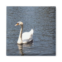 swan magnets by DonnaGrayson_Photos swan magnets