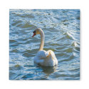 Swan magnets