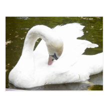 Swan of the Lake Postcards