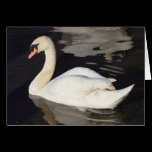 Swan on a Lake cards