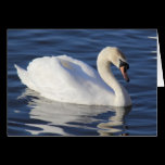 Swan on a Lake cards