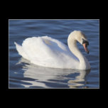 Swan on a Lake postcards
