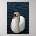 Swan on a lake posters