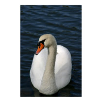 Swan on a lake posters
