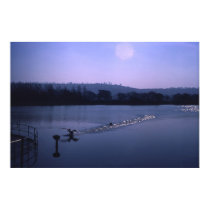 Swan on English lake posters by JudyKay7 Swan on English lake posters