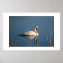 Swan On Harray Loch, Orkney Poster