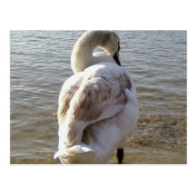 Swan On Lake Postcards