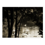 Swan on the River Post Card