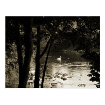 Swan on the River Post Card