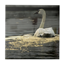 Swan on the water ceramic tile