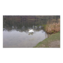 Swan Photo
