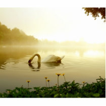 Swan Cut Outs