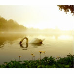 Swan Cut Outs