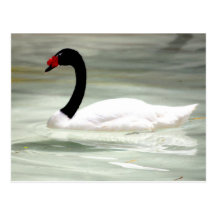 Swan post card