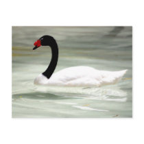 Swan post card postcards