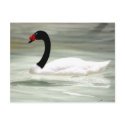 Swan post card postcards