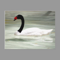 Swan post card postcards